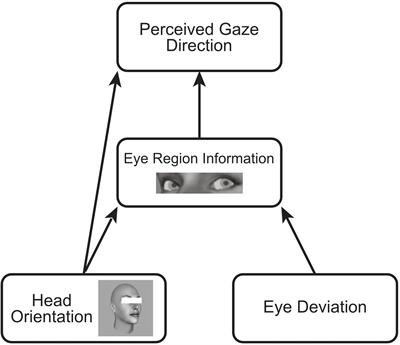 Task Dependent Effects of Head Orientation on Perceived Gaze Direction
